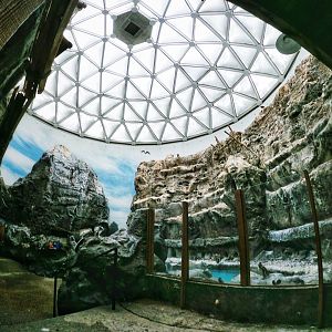 Apr. 2019 - The Living Coast - Humboldt Penguin, Grey Gull, Inca Tern Dome