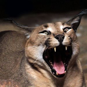 Apr. 2019 - The Fragile Kingdom - The Desert's Edge - Caracal