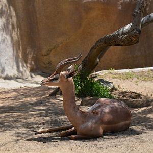 Gerenuk Profile