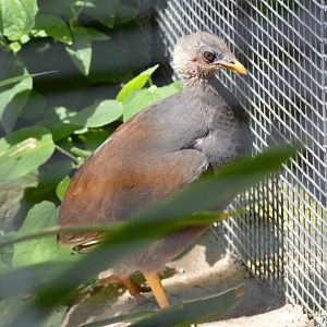 Tongan Scrubfowl / Megapode