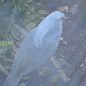 Kagu