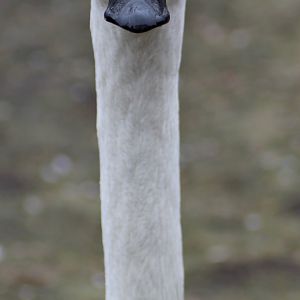 Tundra swan (Cygnus columbianus)