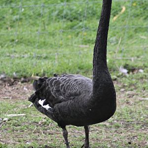 Black swan - Long neck