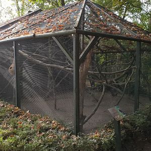 Common marmoset-enclosure