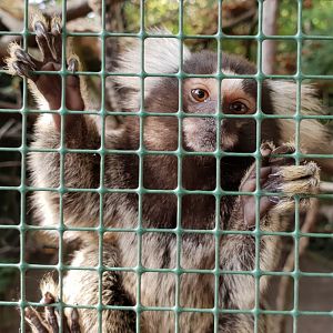Common marmoset