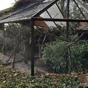 Enclosure Alaotra gentle lemur