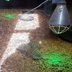Indoor-enclosure Tortoise