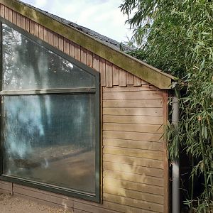 Indoor-enclosure Giant ant-eater