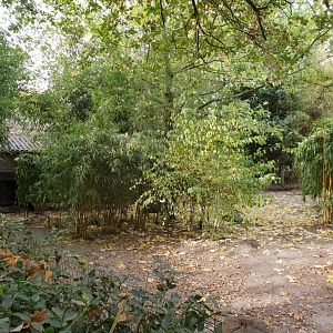 Outdoor-enclosure Giant ant-eater