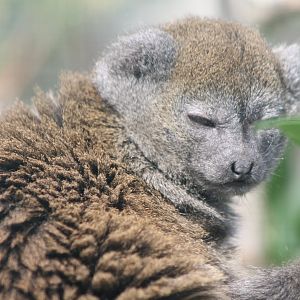 Alaotra gentle lemur