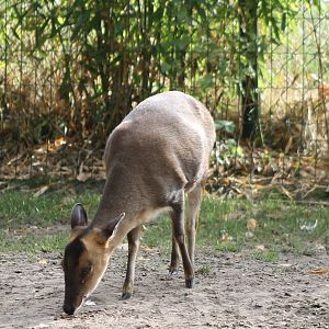 Muntjac