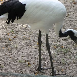 Red-crowned crane