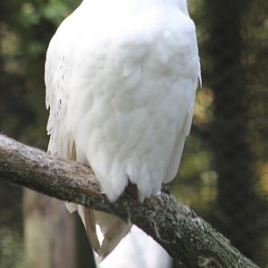 Snowy owl