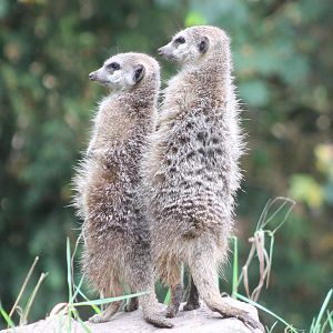 Meerkats