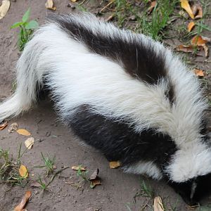 Striped skunk