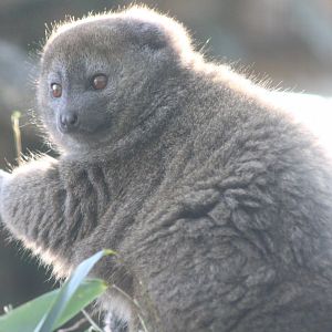 Alaotra gentle lemur