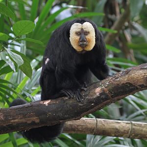 White-faced Saki
