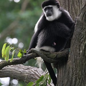 Black-and-white Colobus Monkey