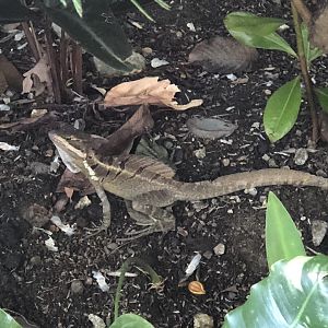 Common Basilisk - Apr 2019