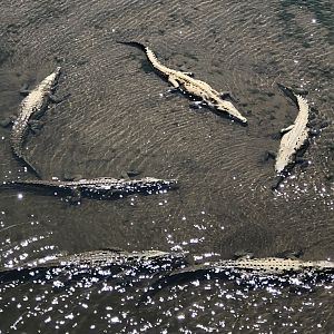 American Crocodile - Apr 2019