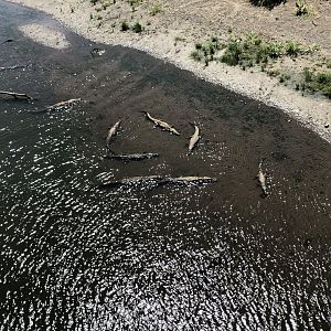 American Crocodile - Apr 2019