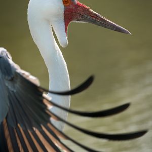 Wattled Crane - 15/04/2019