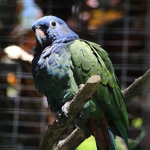 Blue-headed Pionus Parrot - Mar 2019