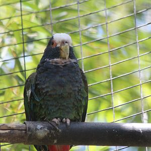 White-crowned Pionus Parrot - Mar 2019