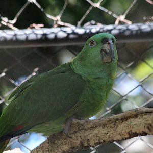 Yellow-naped Parrot - Mar 2019