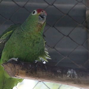 Red-lored Parrot - Mar 2019
