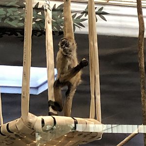 4/14/2019 - Spider Monkey