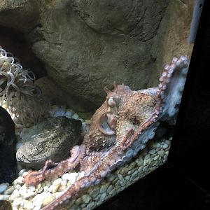 4/14/2019 - Giant Pacific Octopus
