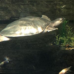 4/14/2019 - Fly River Turtle