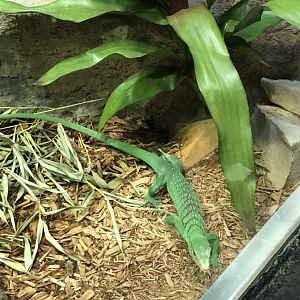 4/14/2019 - Emerald Tree Monitor