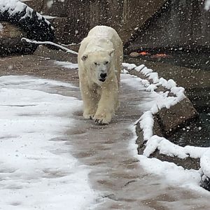 4/14/2019 - Queen of the Arctic