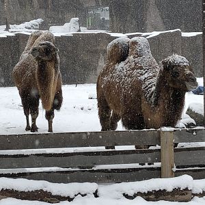 4/14/2019 - Camel Blizzard