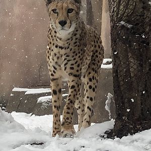 4/14/2019 - Kira the Snow Cheetah