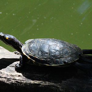 Black River Turtle - Mar 2019
