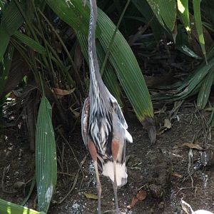 Great Blue Heron - Mar 2019