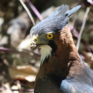 Ornate Hawk-Eagle - Mar 2019