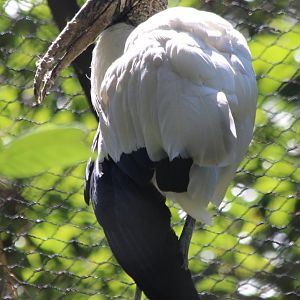 Wood Stork - Mar 2019