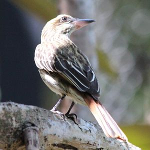 Streaked Flycatcher - Mar 2019