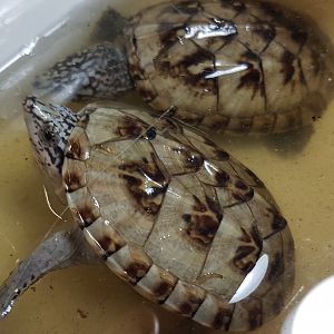 Northern giant musk turtles - Saurotypus triporcatus