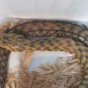 Croatian dice snake - Natrix tessellata flavescens
