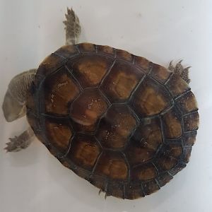 Yellow pond turtle - Mauremys muticua mutica