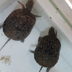 Blanding's turtles - Emydoidea blandingii