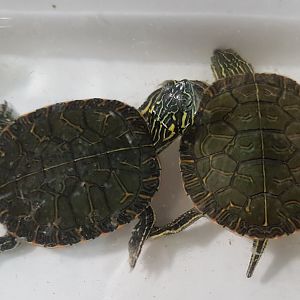 Western painted turtles - Chrysemys picta bellii