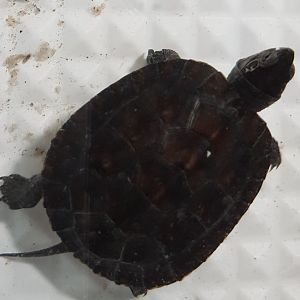 Red-necked pond turtle - Mauremys nigricans