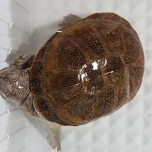 Adanson's mud turtle - Pelusios adansoni