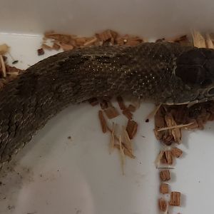 Steppe ratsnake - Elaphe dione